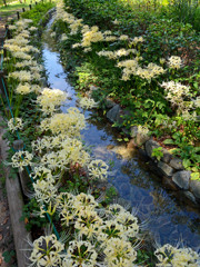 白花曼珠沙華②