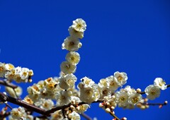 そろそろ見頃③