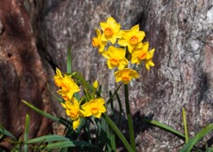 春は黄色い花から②
