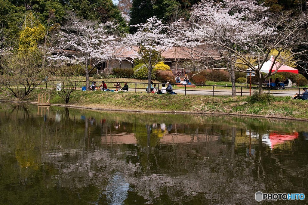 花見日和①