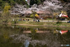花見日和①