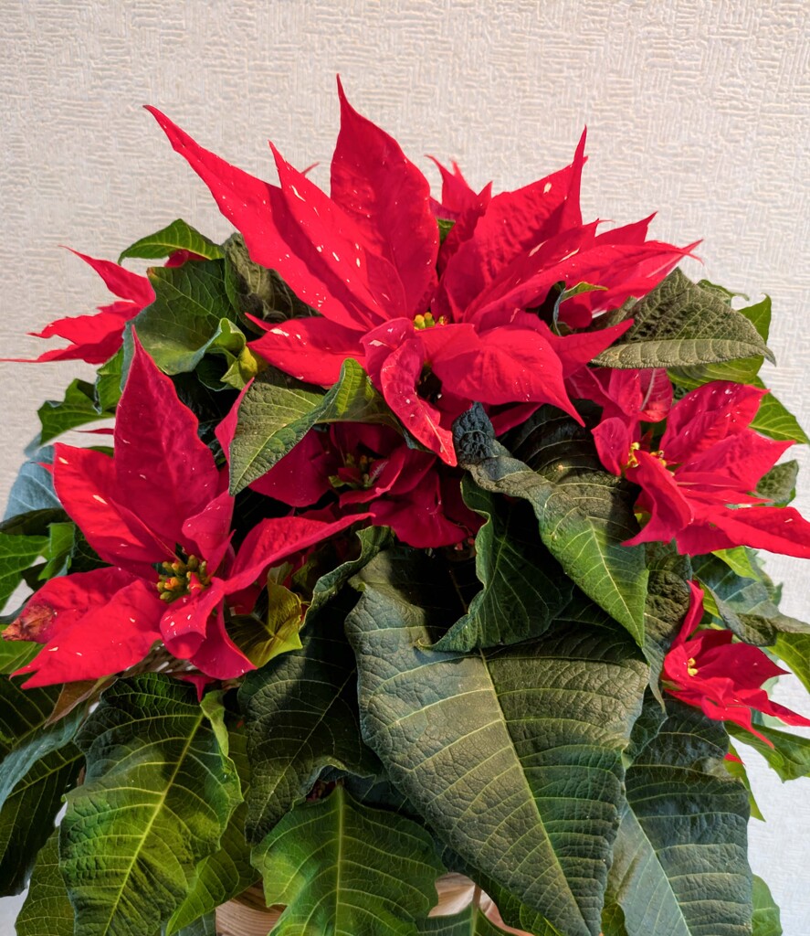 斑入りポインセチア