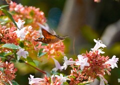 ホシホウジャク再び①