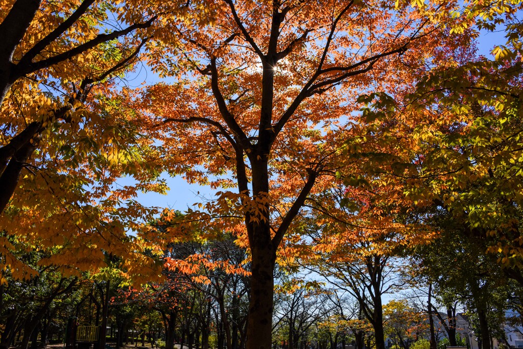 紅葉・黄葉①