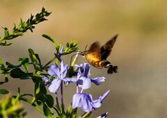 ホシホウジャク③