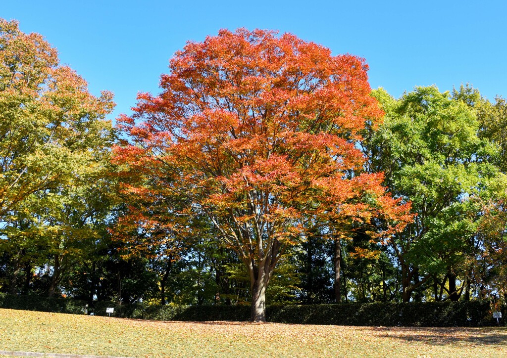 紅葉・黄葉③