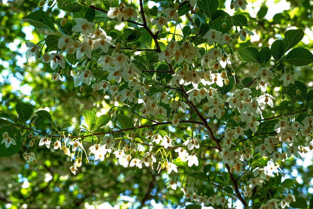 エゴノキの花