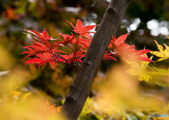 紅葉・黄葉⑤