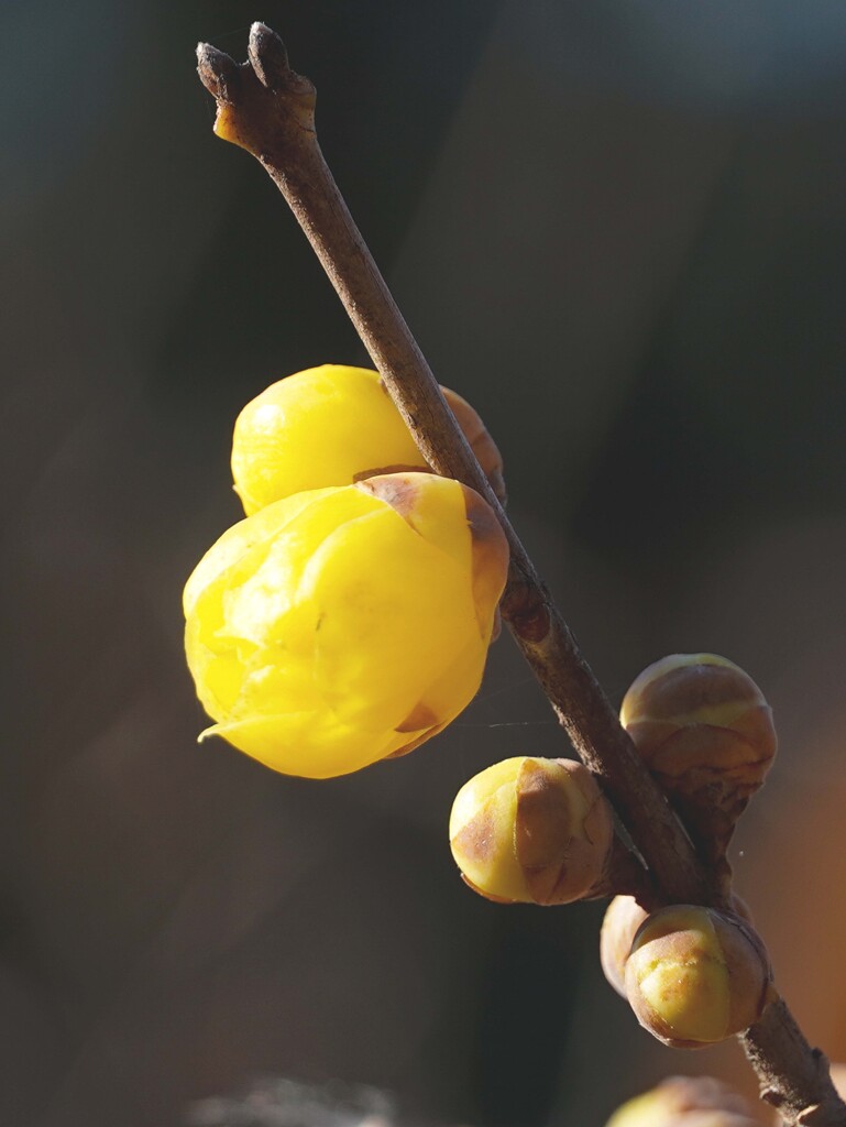 新年初撮り④