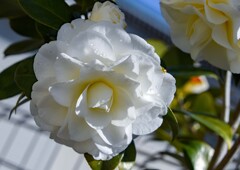 雨上がりの椿③