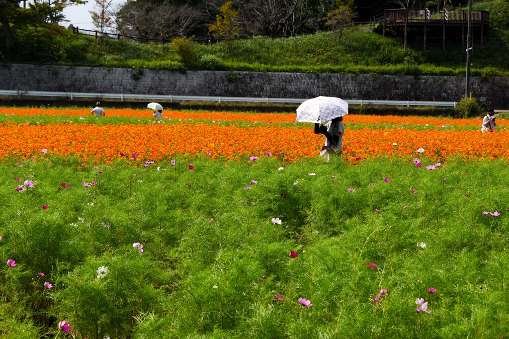 コスモスの咲く公園①