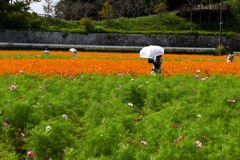 コスモスの咲く公園①