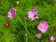 コスモスの形③
