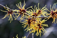 シナマンサク①