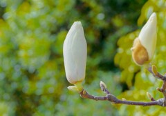 ハクモクレン④
