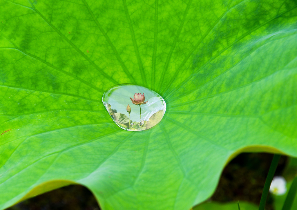 ハス葉の水玉