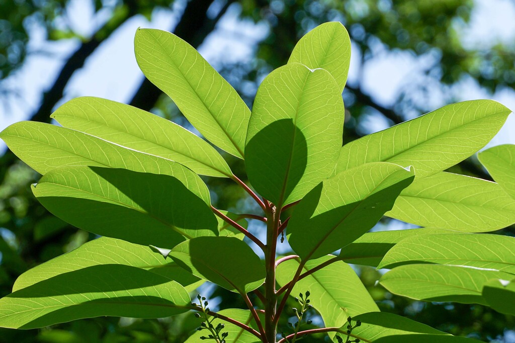 緑がいっぱい！