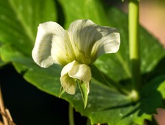 開花①