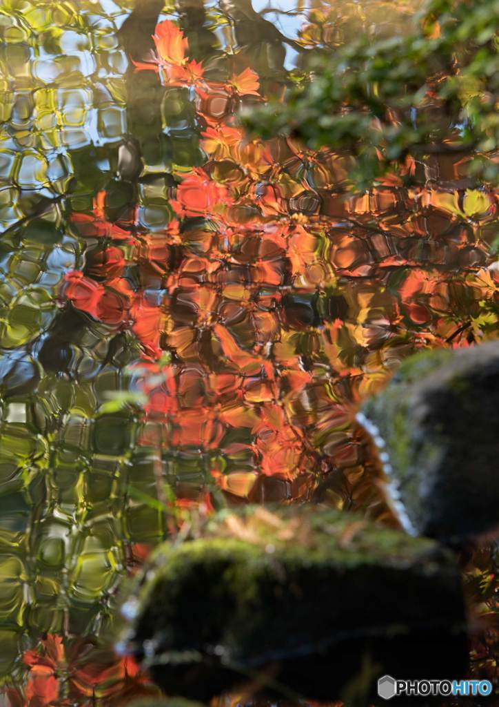 紅葉・黄葉④