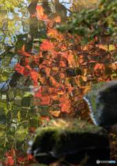 紅葉・黄葉④