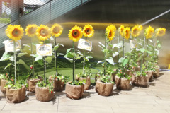 猛暑なんのその