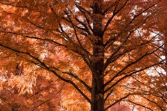 メタセコイヤの紅葉②