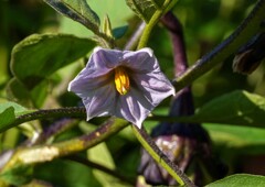 美味しい実がなーれ！