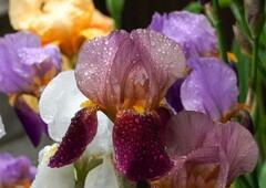 ジャーマンアイリス