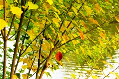 ナンキンハゼの紅葉①