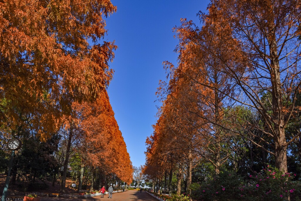 メタセコの紅葉