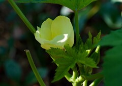 オクラの花