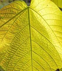 オオバベニガシワ①