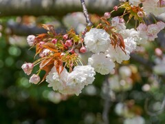 八重桜①