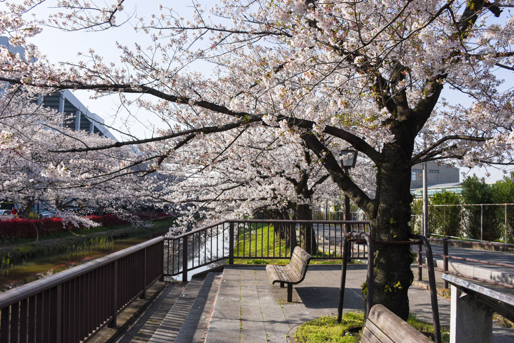 今年の桜撮り④