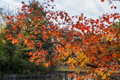 ナンキンハゼ②