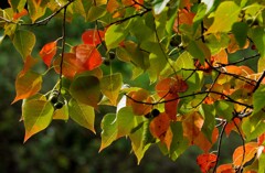 ナンキンハゼ①