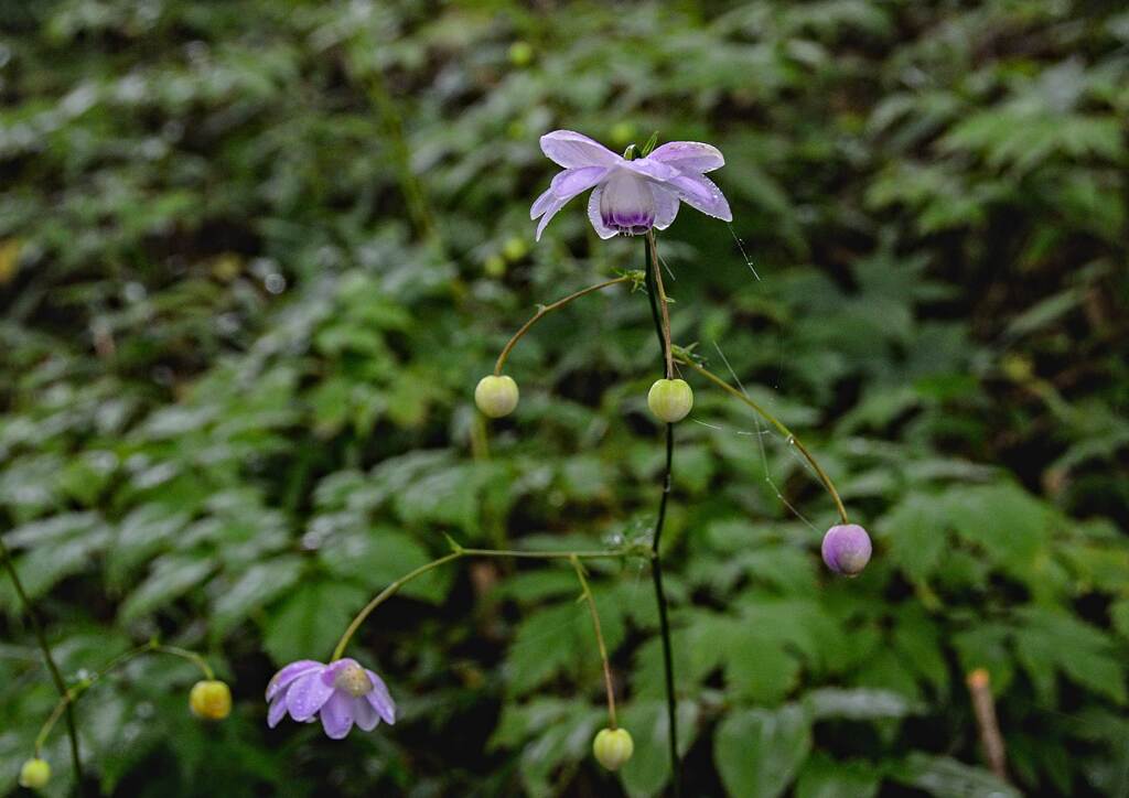 レンゲショウマ