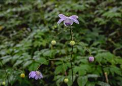 レンゲショウマ