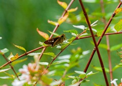 ハクチョウゲ？②