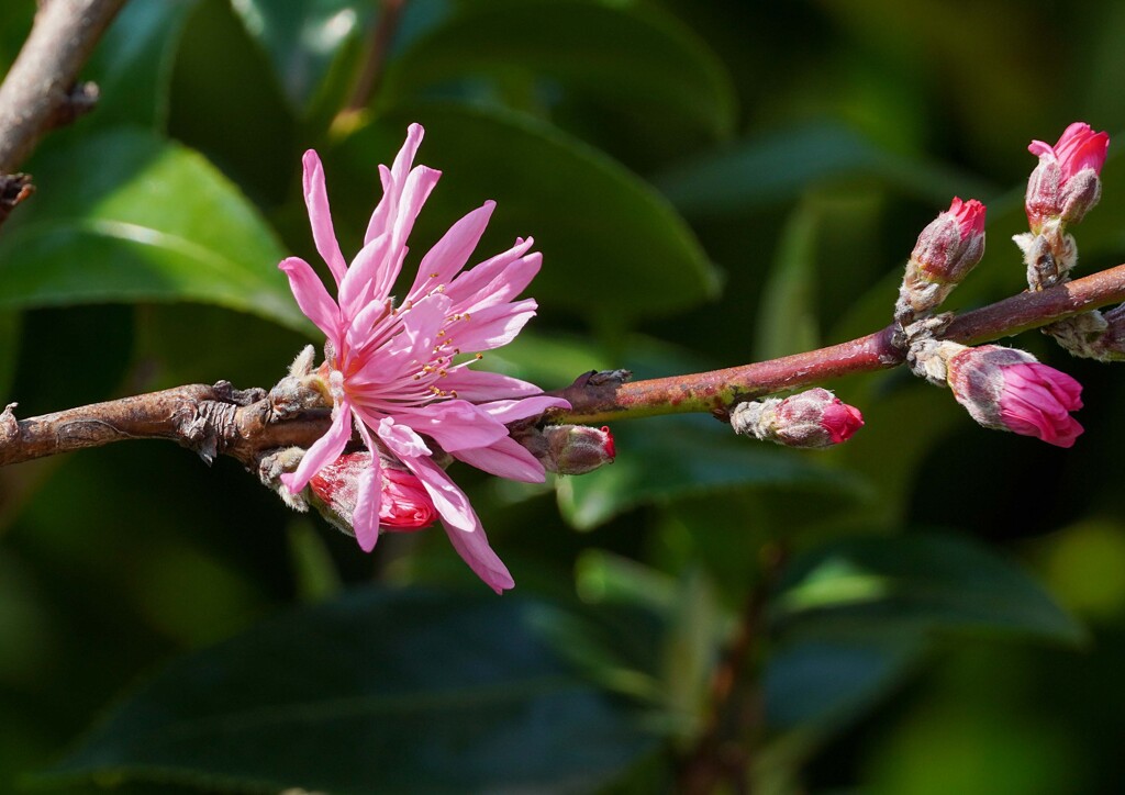 菊桃