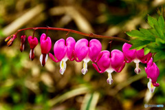 ピンク色の花①