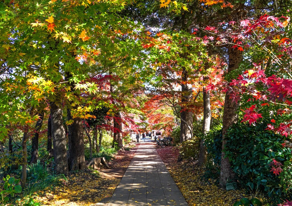 参道の彩り②