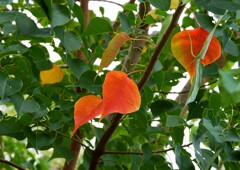 ナンキンハゼ②