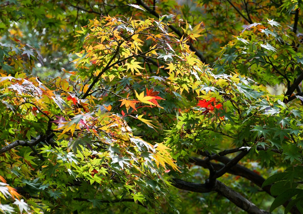 ちょっぴり色付き