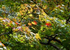 ちょっぴり色付き