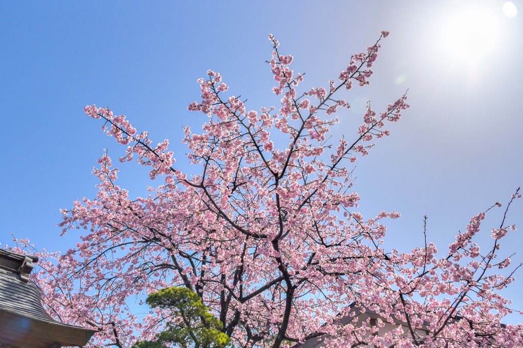 早咲き桜④