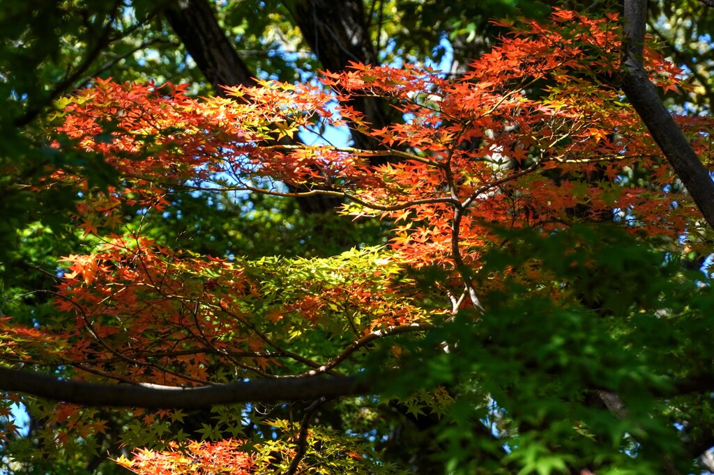 紅葉①