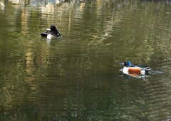 近づかないでね