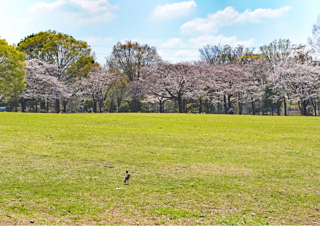 開花①