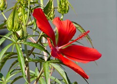 真っ赤な花①